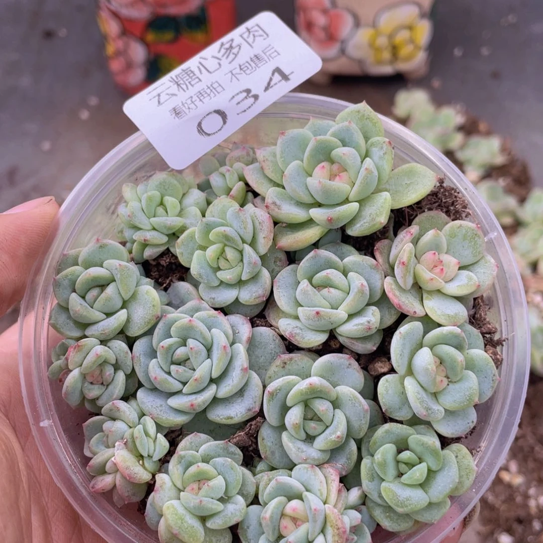 云糖心多肉植物34