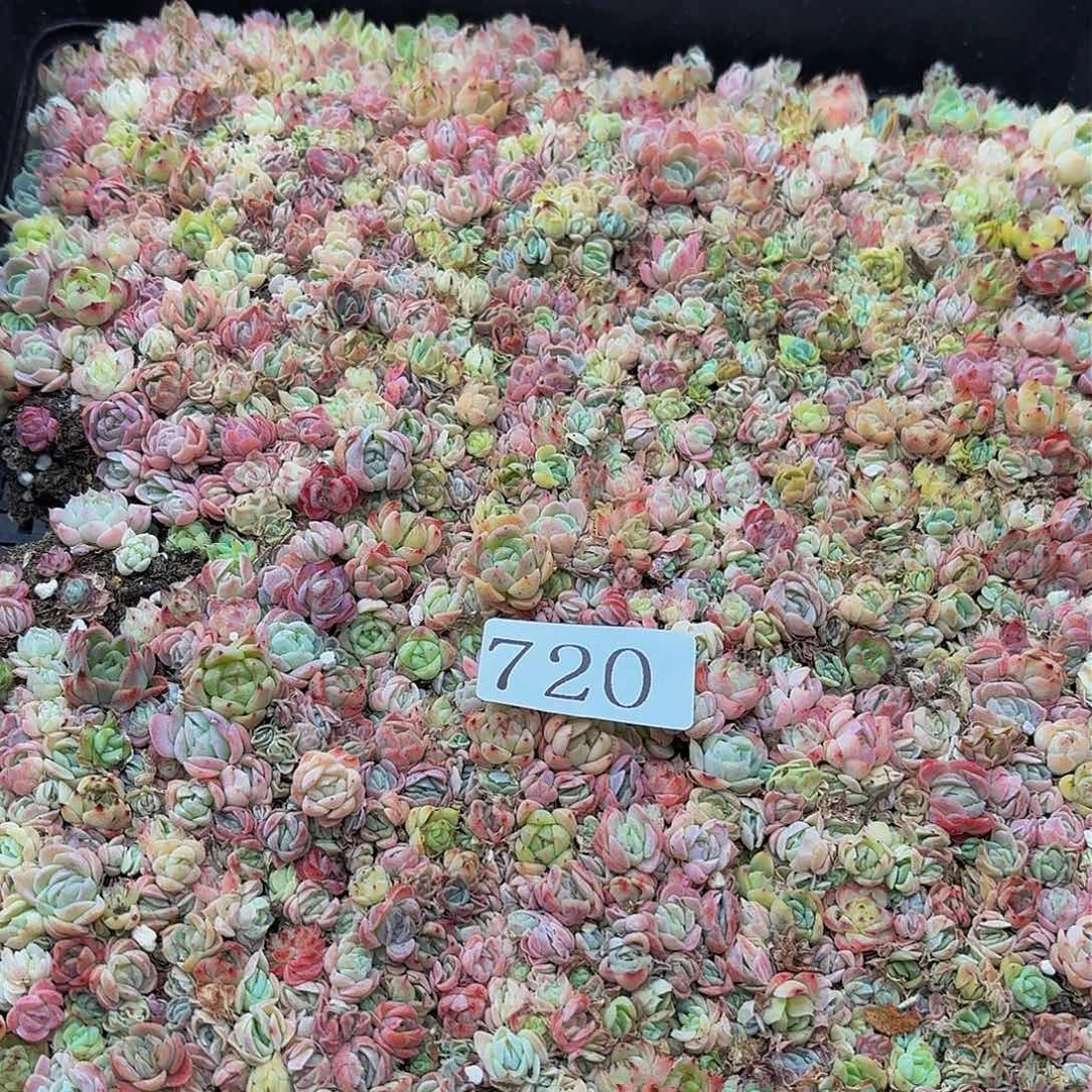 冰***。多肉植物多肉植物720