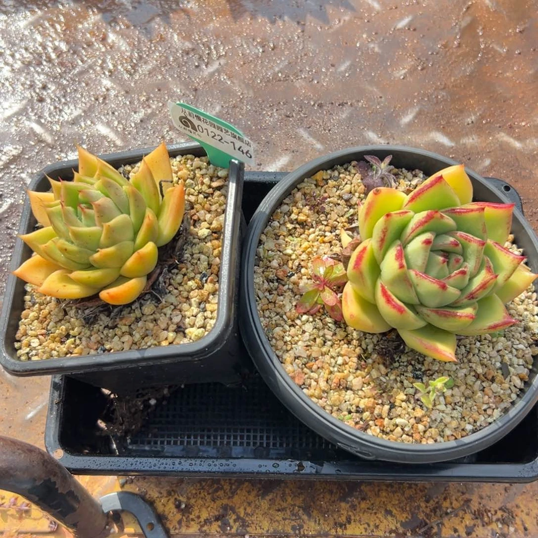 多肉精选编号0122.146