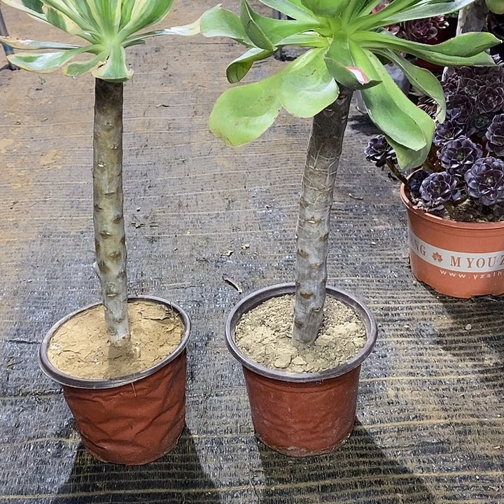 10，2棵135689000000