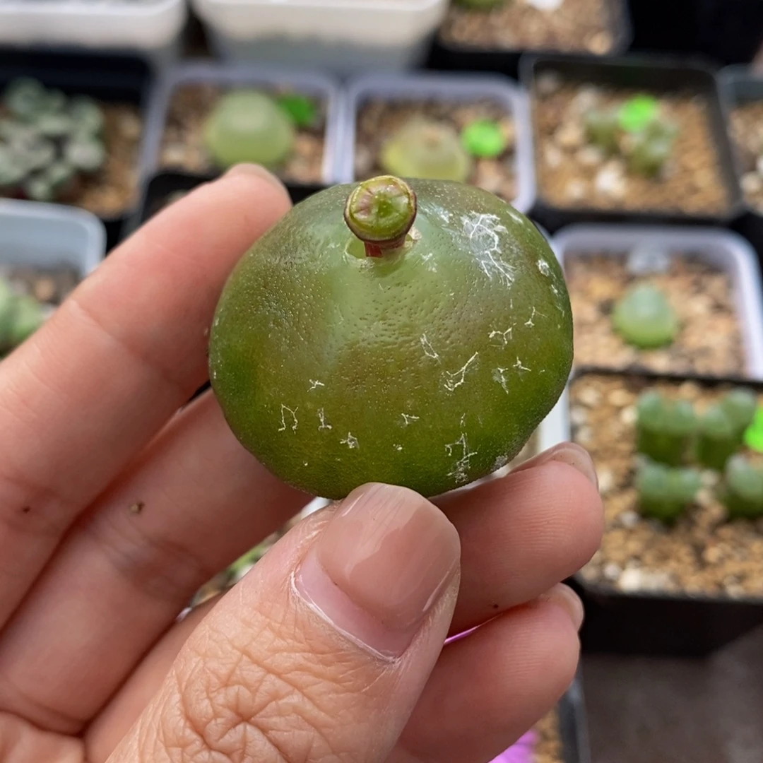 3.6-3.7（瑕疵）多肉植物465