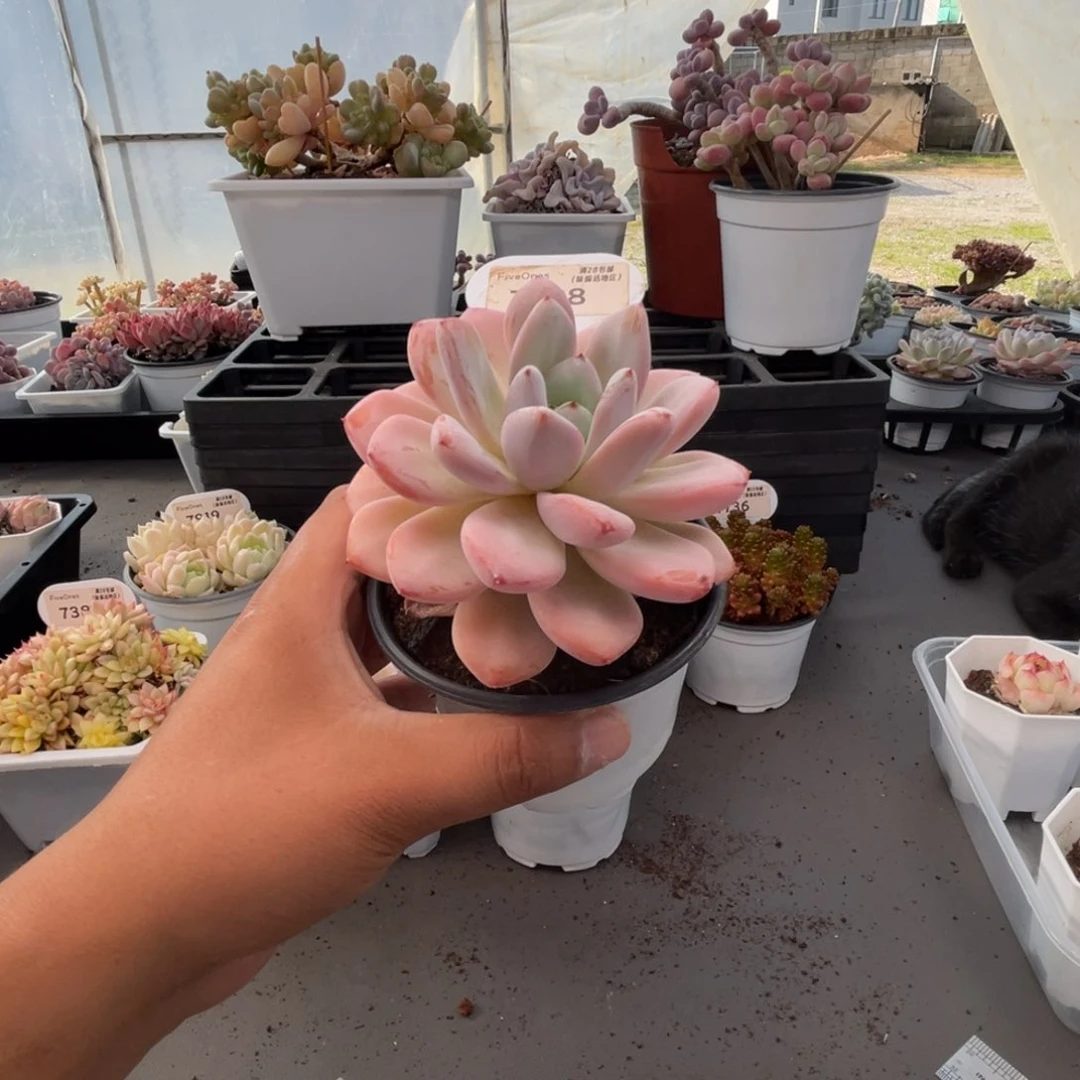 7888星星雪6.0厘米