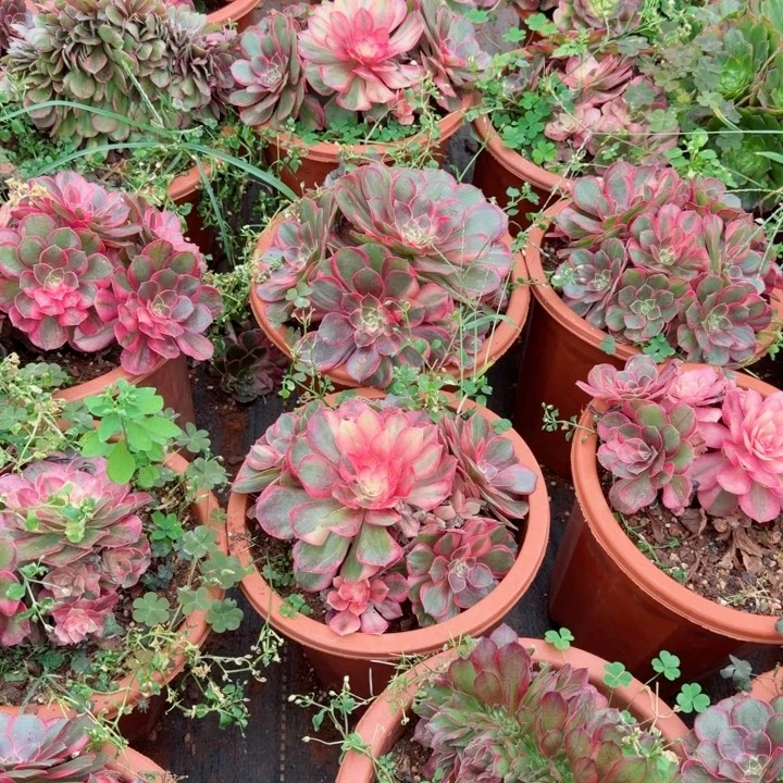 黑魔锦捧花啊啊啊