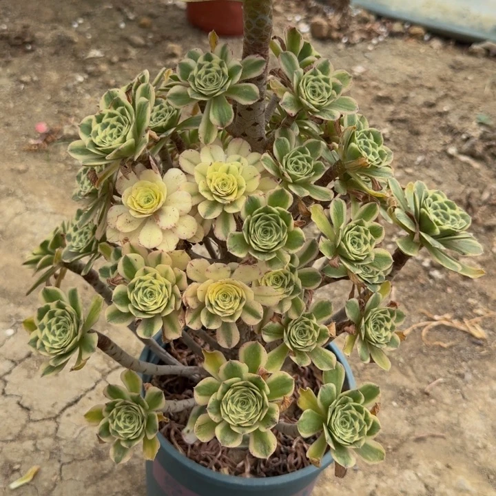 217保时捷多肉植物