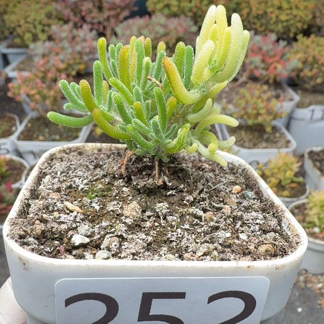 252荧光兔阴阳拉丝锦