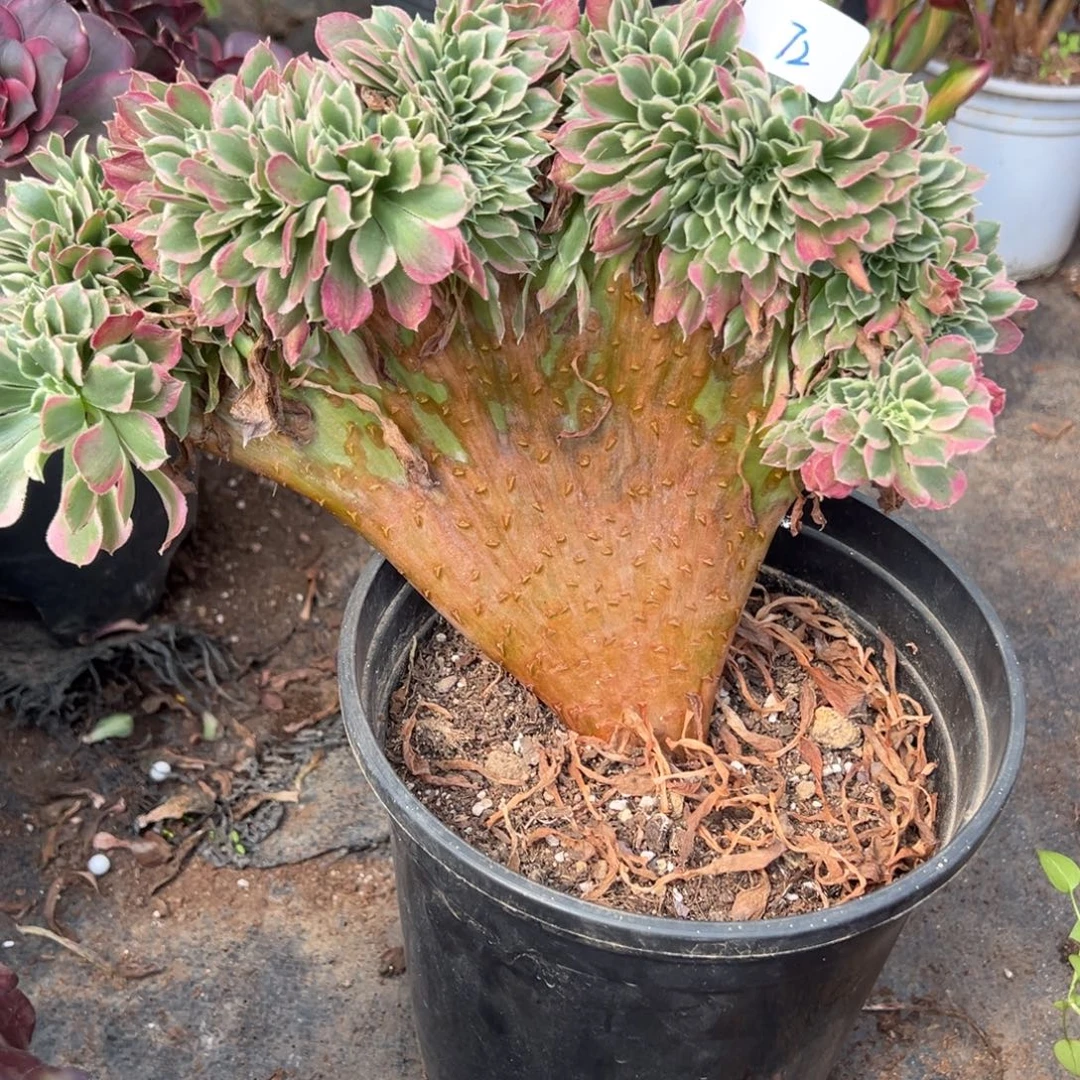 72白凤缀多肉植物一