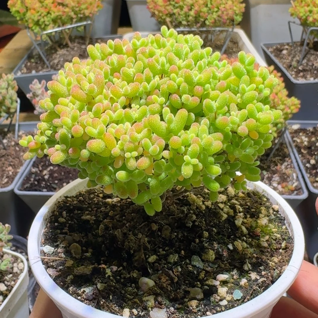 蜜橘糖球枝干番杏202