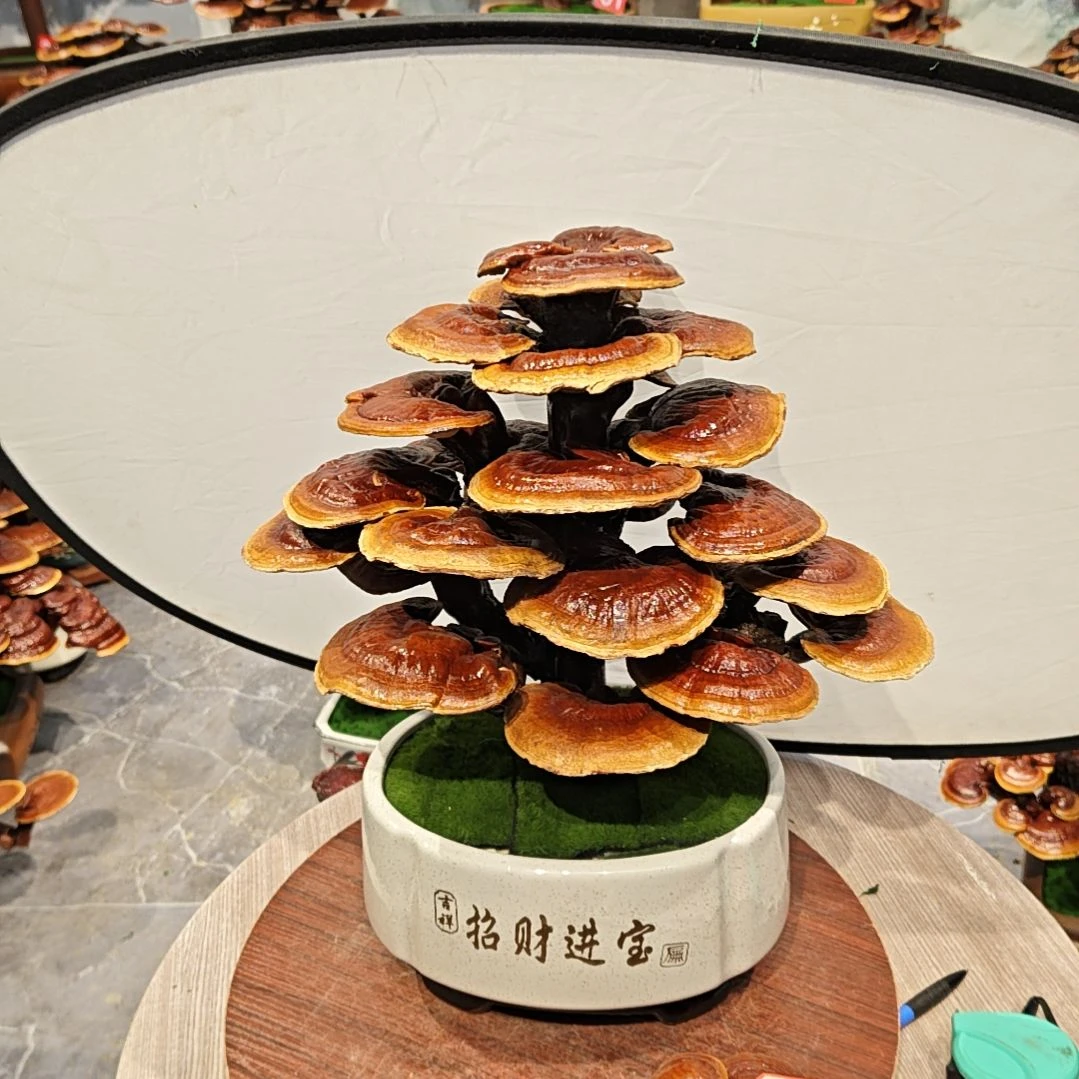 阿*灵芝盆景高端大气上档次