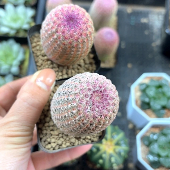 两颗红太阳多肉植物
