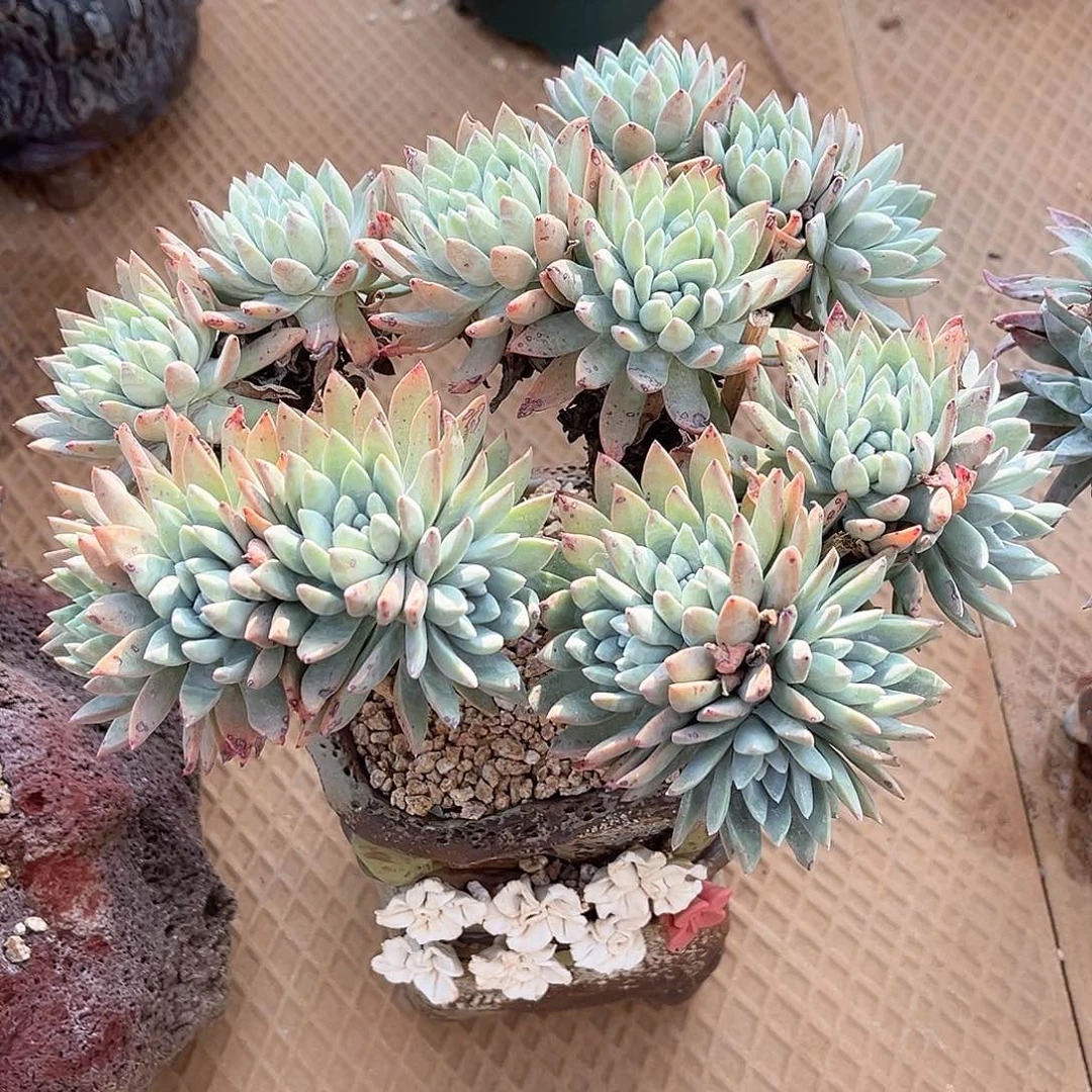 法瑞老桩多头群生