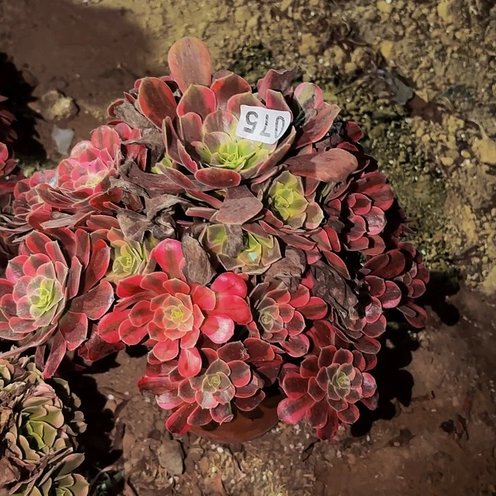 075凤冠多肉植物不售后