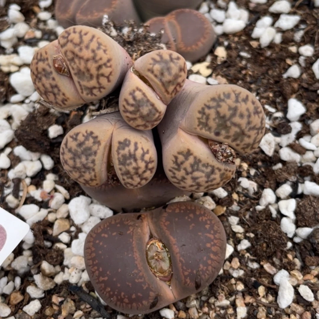 非偏远满20包邮636