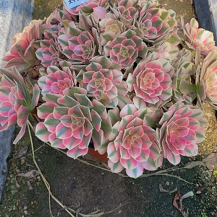 多肉植物582多肉女巫