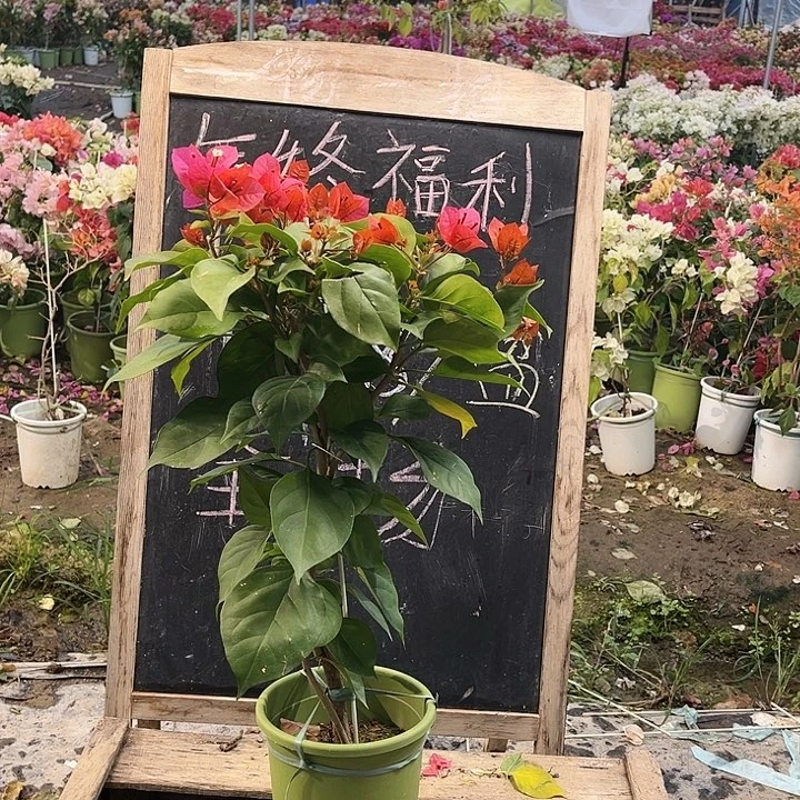 完全开放三角梅米奇