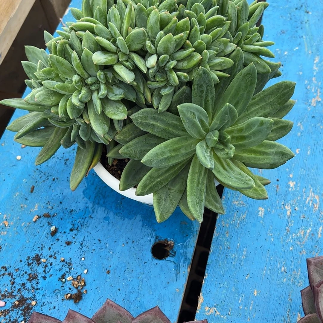 云***歌海洋之歌缀多肉植物