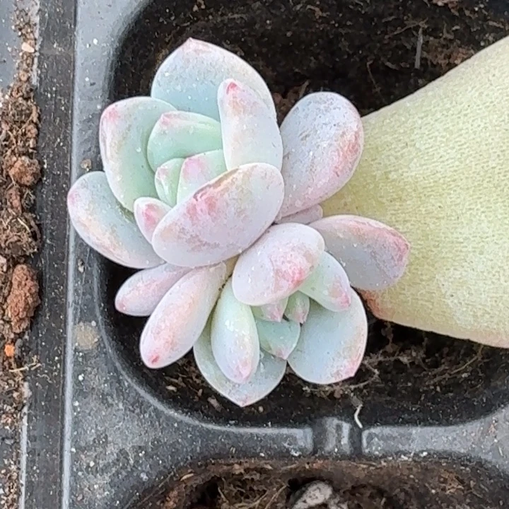 一物一拍的星影会员