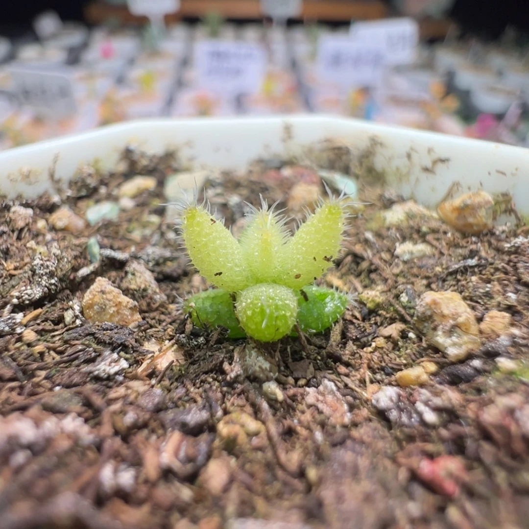 绿水晶，尺寸很小，1812实生彩虹兔耳，拍下不退不换