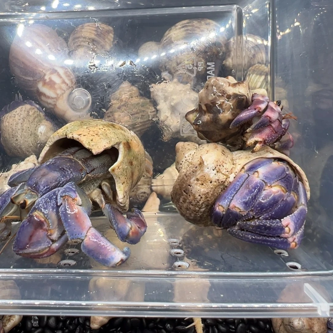 蝉***落紫陆3个2.2口2.8口3口