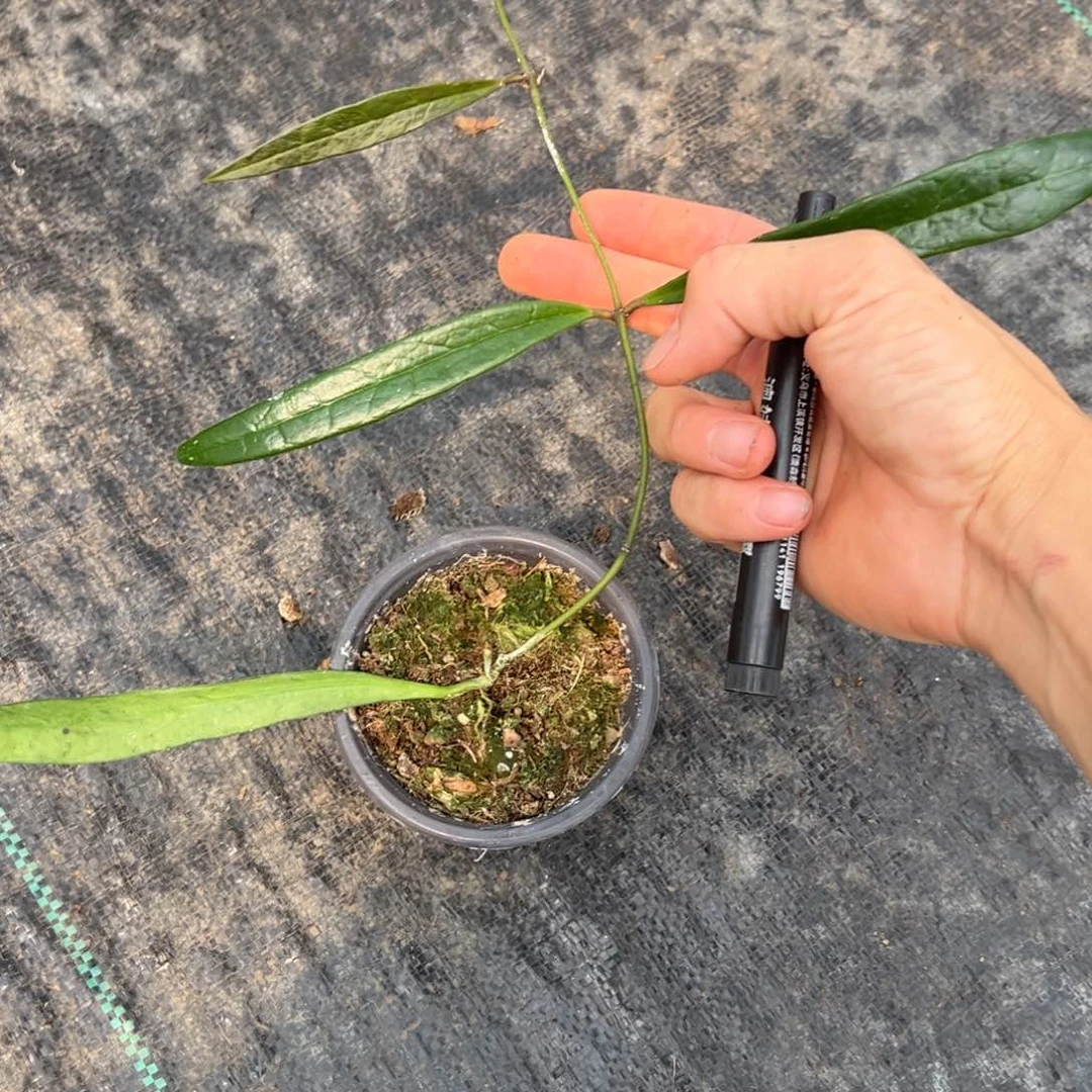 卡***拉无花朵苏拉威西小苗