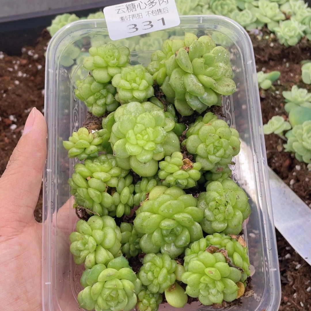 云糖心多肉植物331
