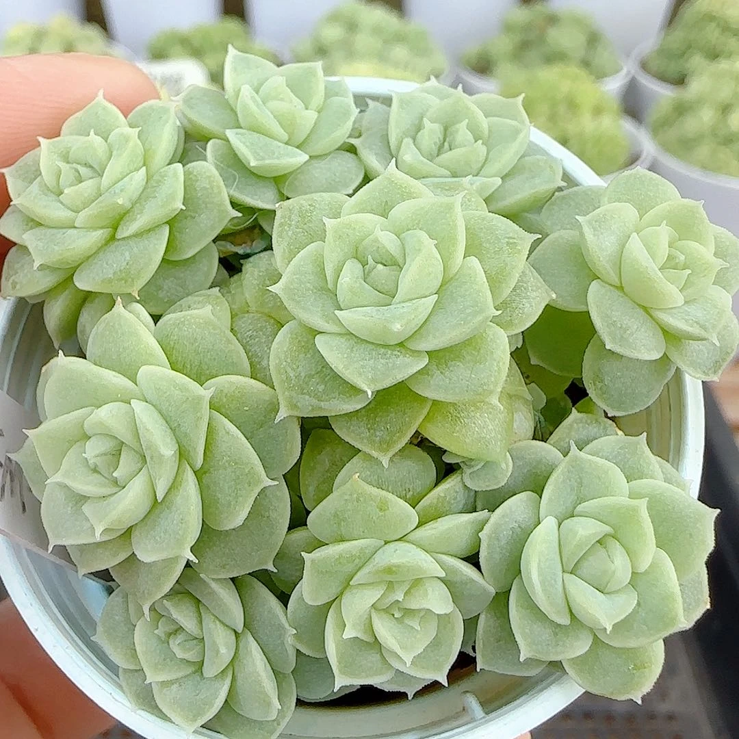 【闪购商品】1009-117（fm-46）