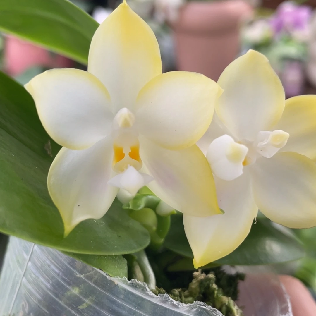 完全开放2.5小清新