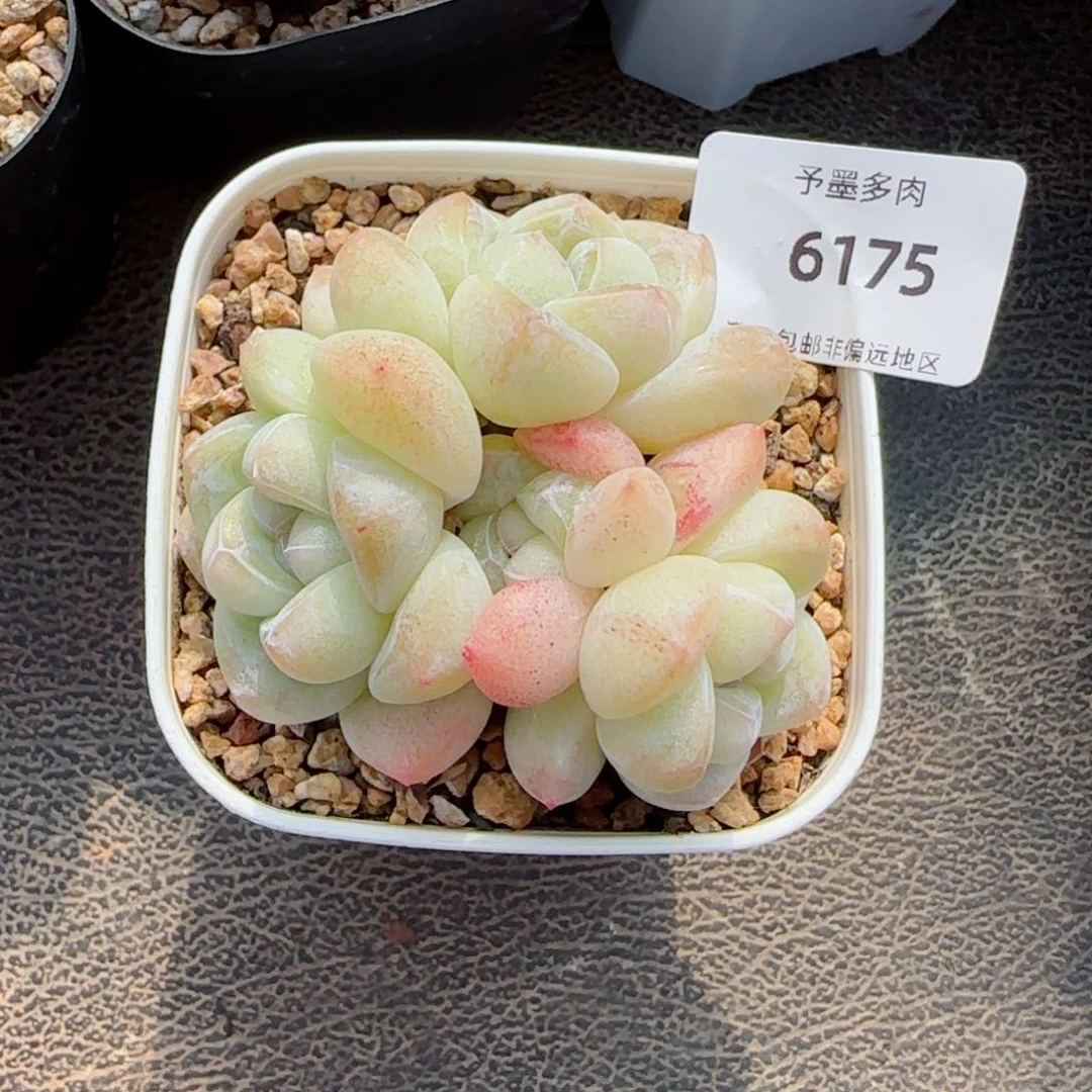 冰玉无砍，6175多肉植物