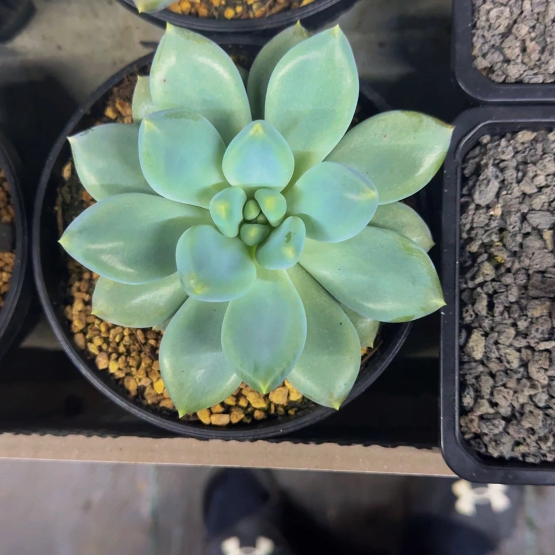 黄胖体 哥特 单头 一物一拍