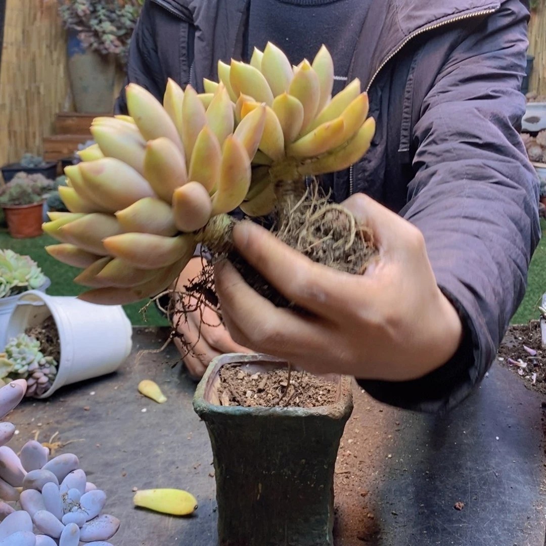 香**静152号象牙多肉植物