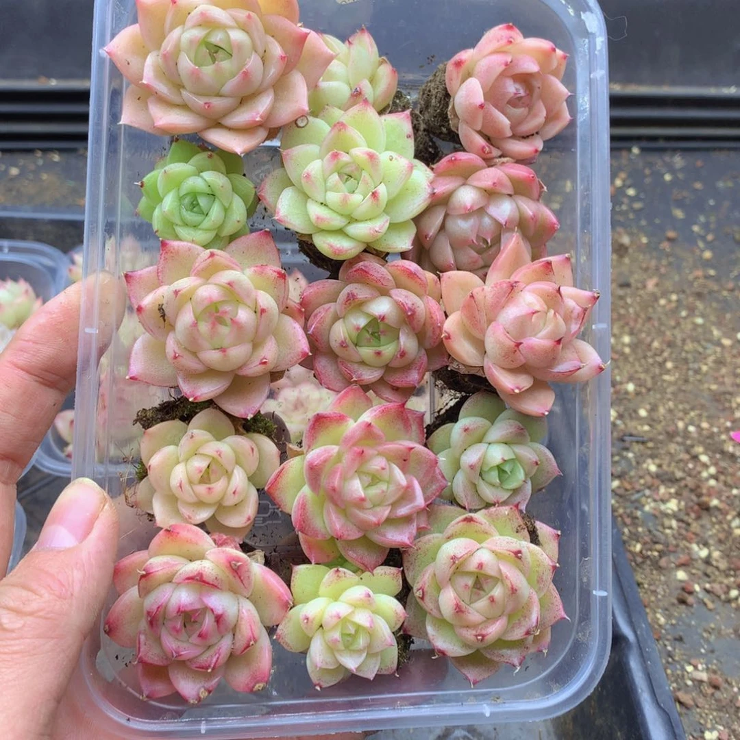 反反复复还是很开心090