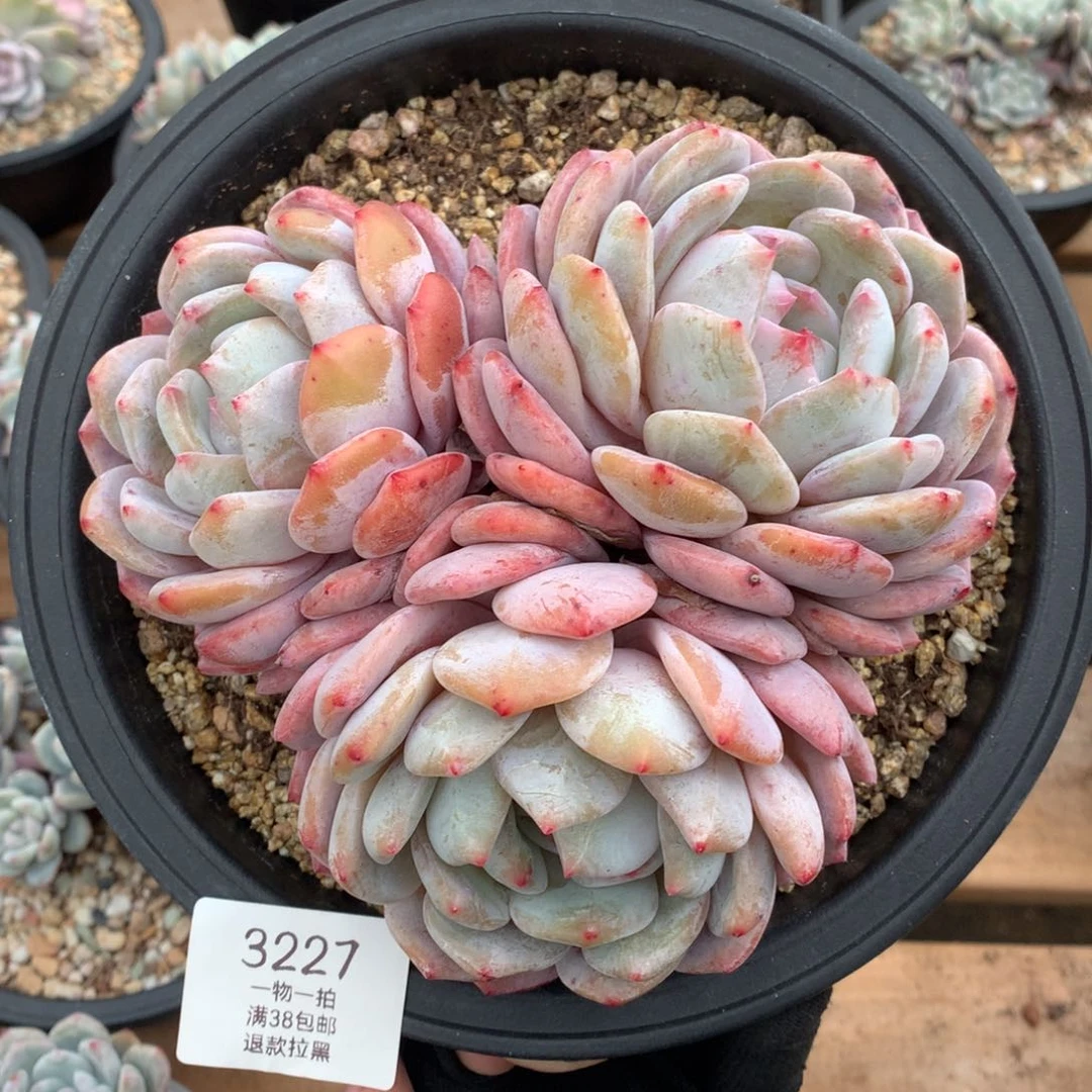 16厘米三头有砍星影3227