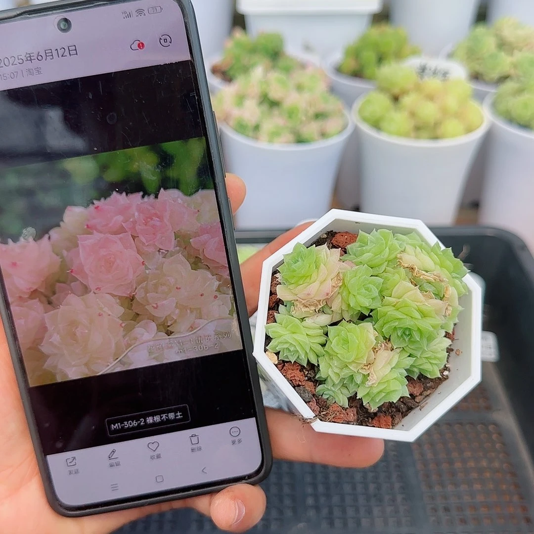 【闪购商品】0612-92（m1-306-2）