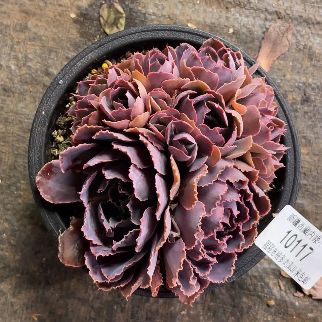 六***?晚霞之舞1011.多肉