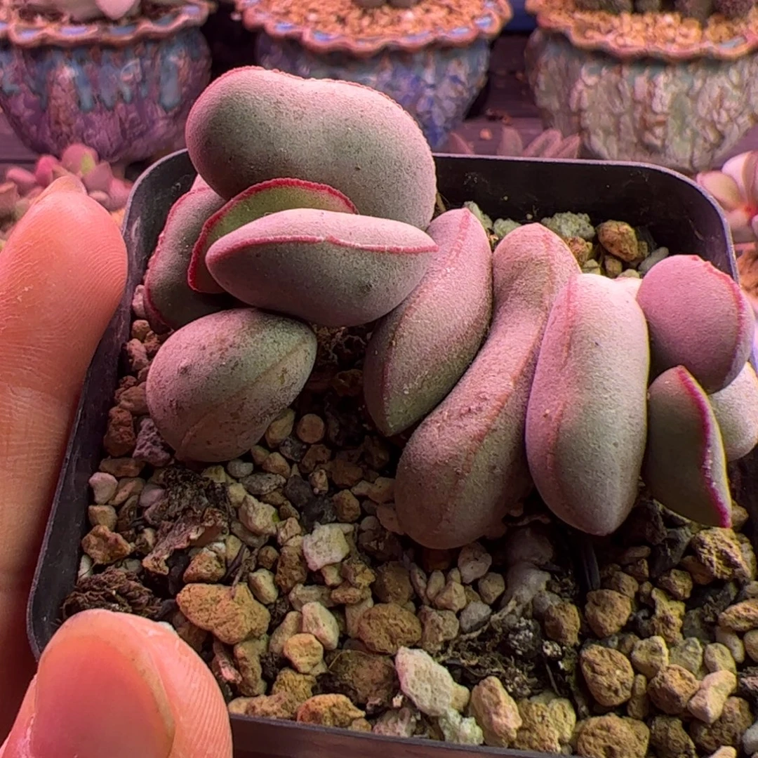 红蛋 啦啦啦啦啦啦啦啦