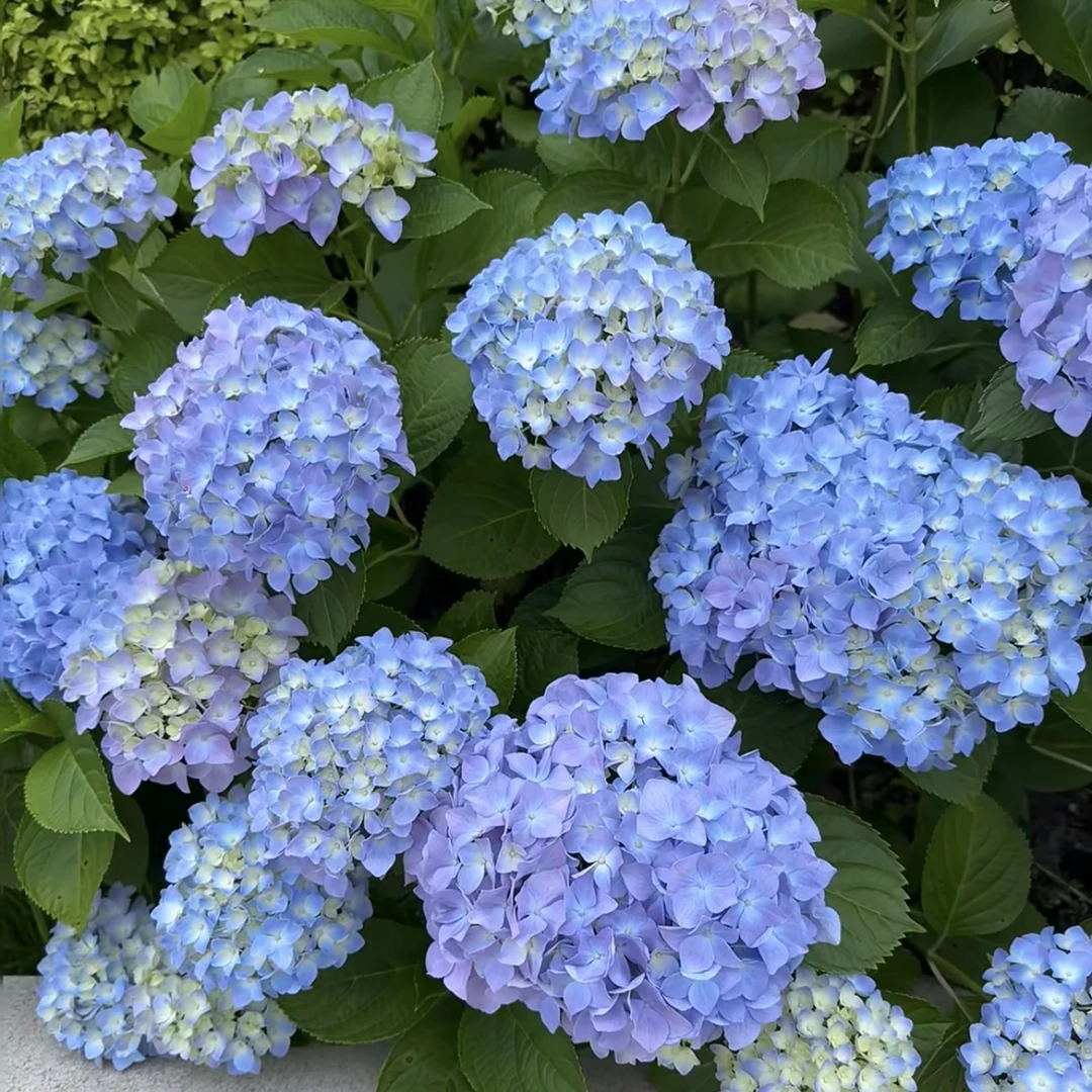 易多梦幻绣球花盆栽花卉庭院阳台新手易养护喜水植物