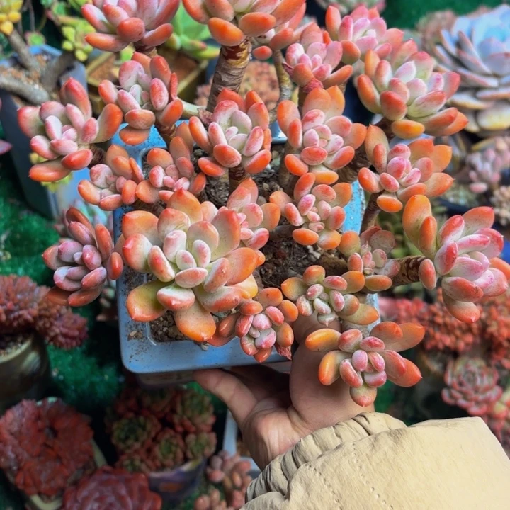 灰姑娘老桩一颗脱土