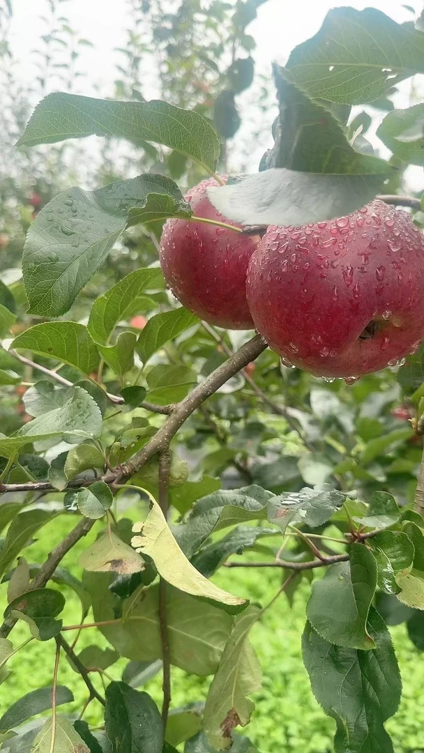 云南高原华硕苹果现摘现发脆爽可口