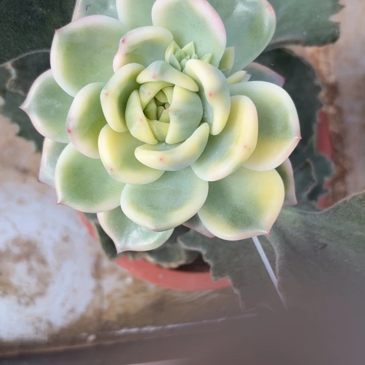虚***词暗夜香槟分单价格 2