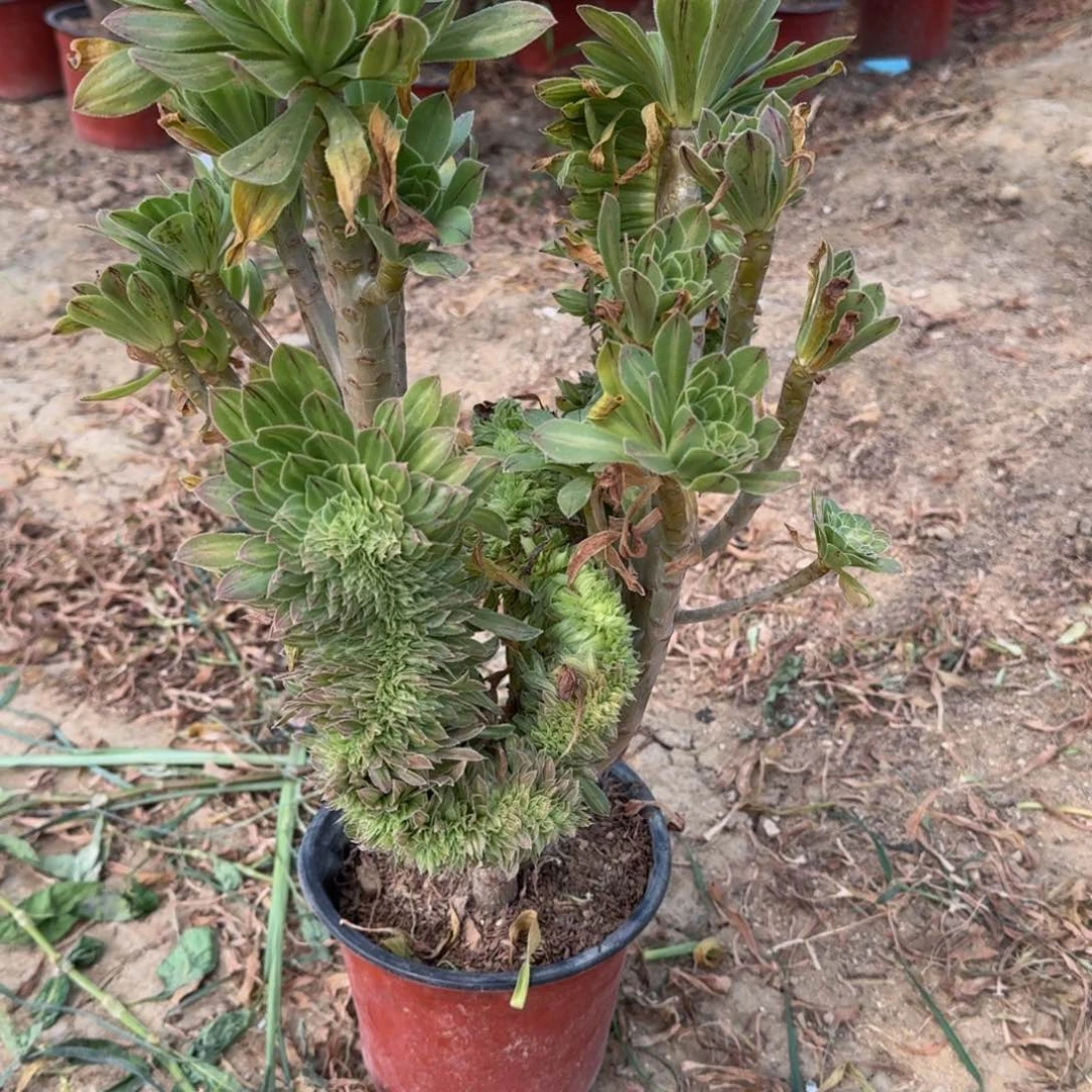 荣***姐593碧螺春缀寄养到秋，