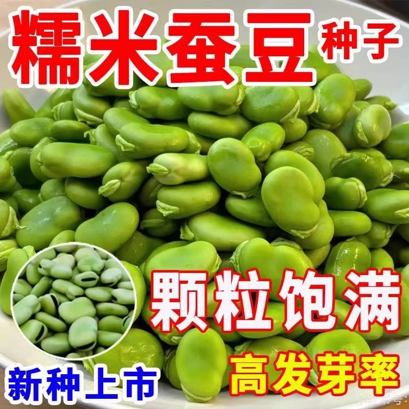 蚕豆种子北斗七星特大高产罗汉豆种籽春秋冬季播种早熟耐寒胡豆籽