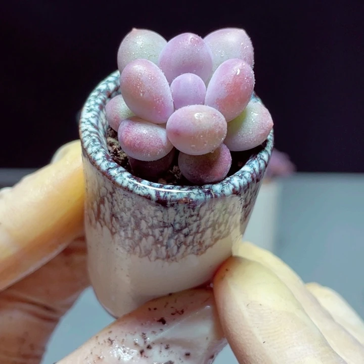 汤圆样品1颗带盆6