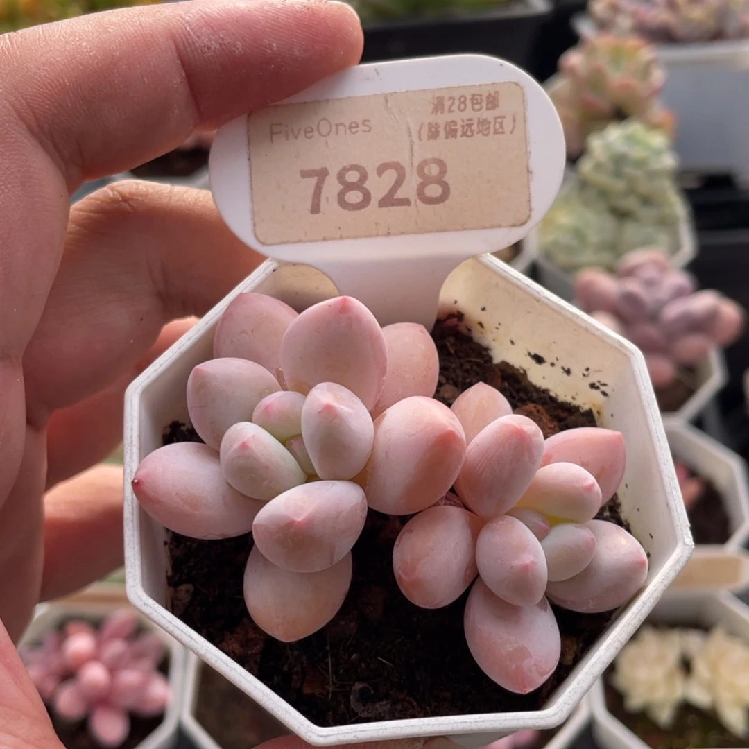 香水7828-6.5厘米