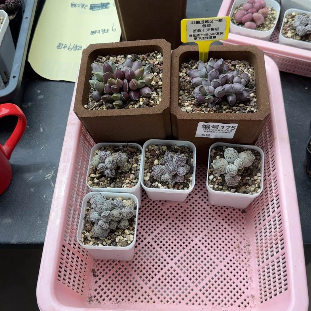 向****?175海报6颗多肉植物