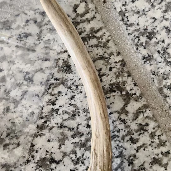 鹿角鹿角鹿角鹿角鹿角鹿角