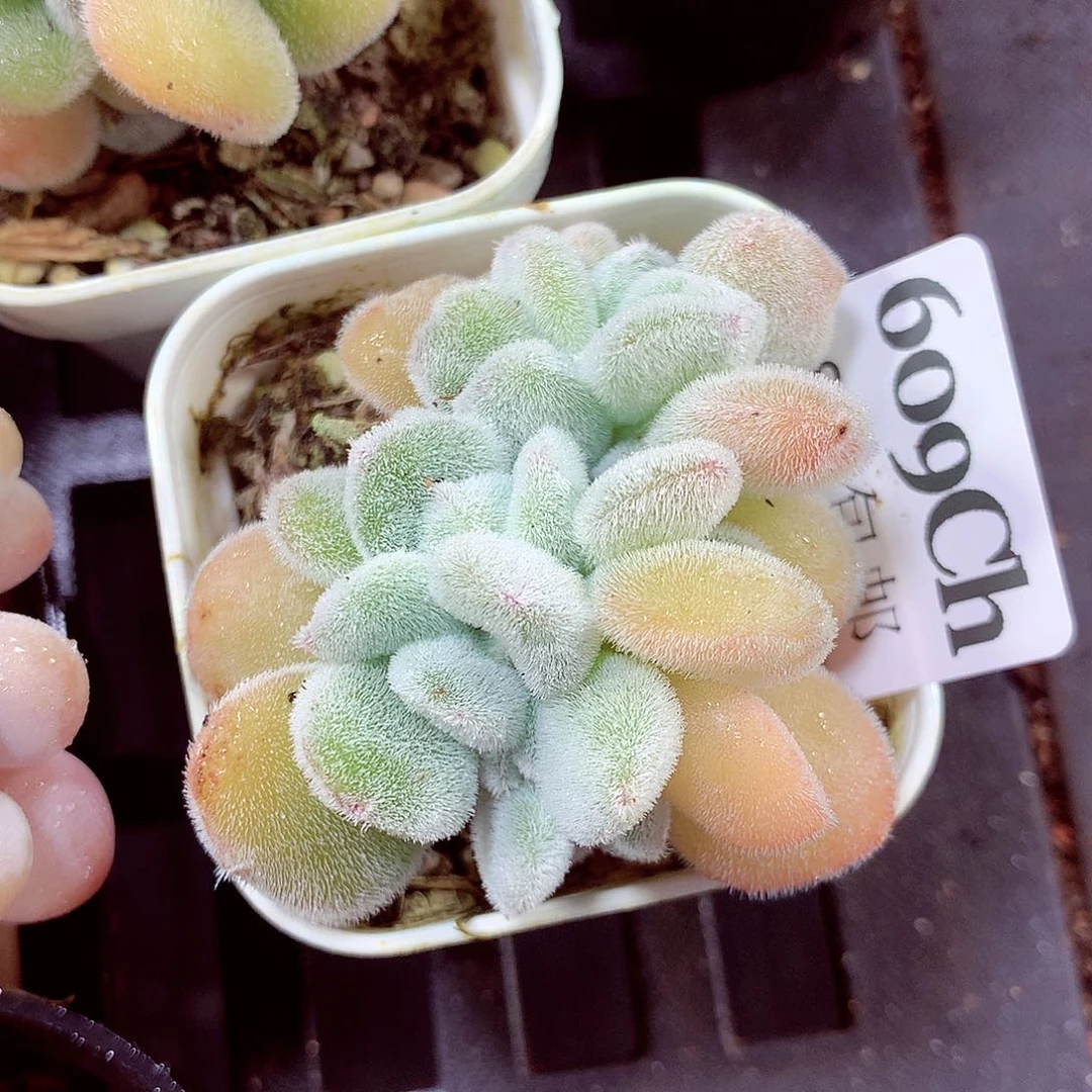 5厘米盆精控多肉609