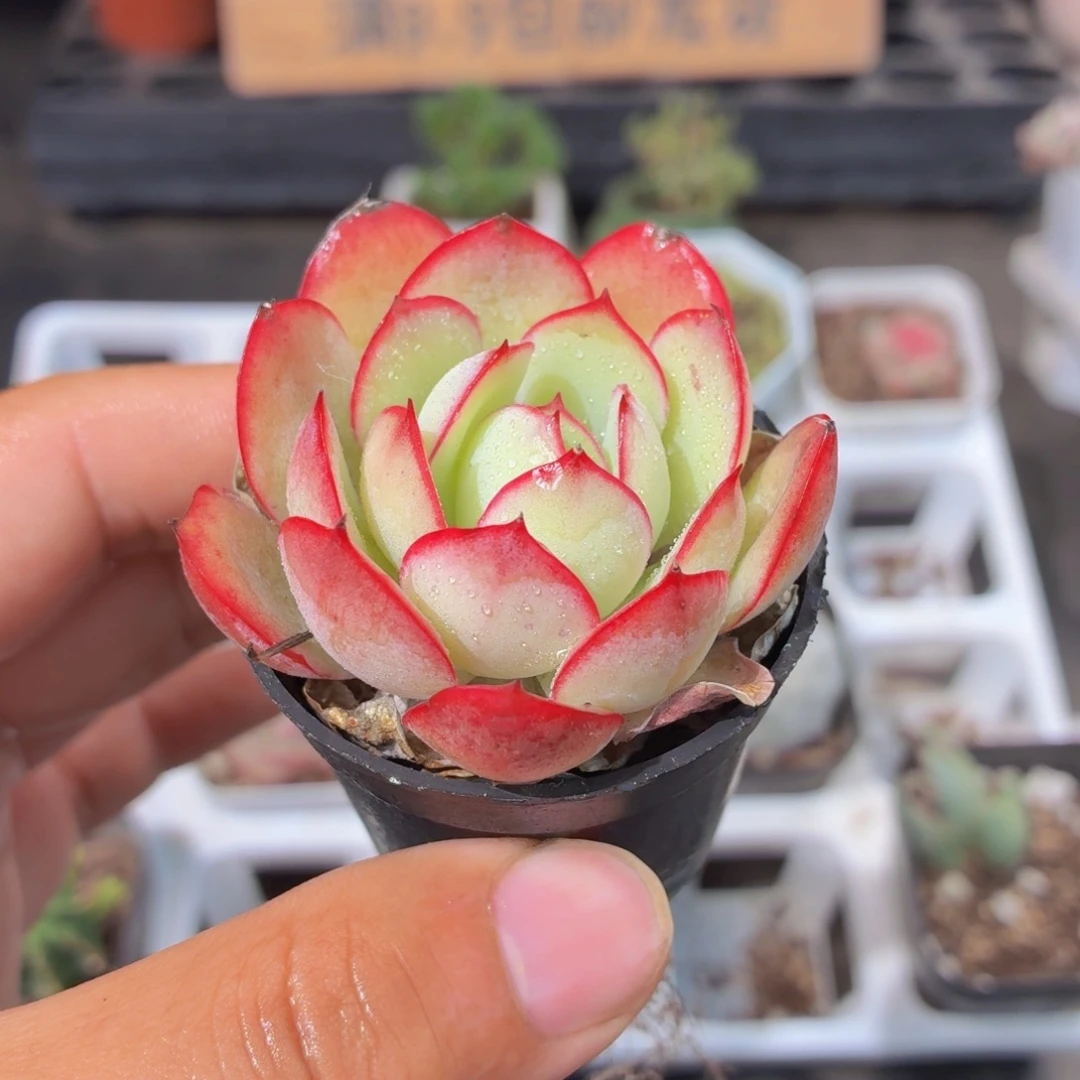 帕拉梅拉多肉9.9包邮发货