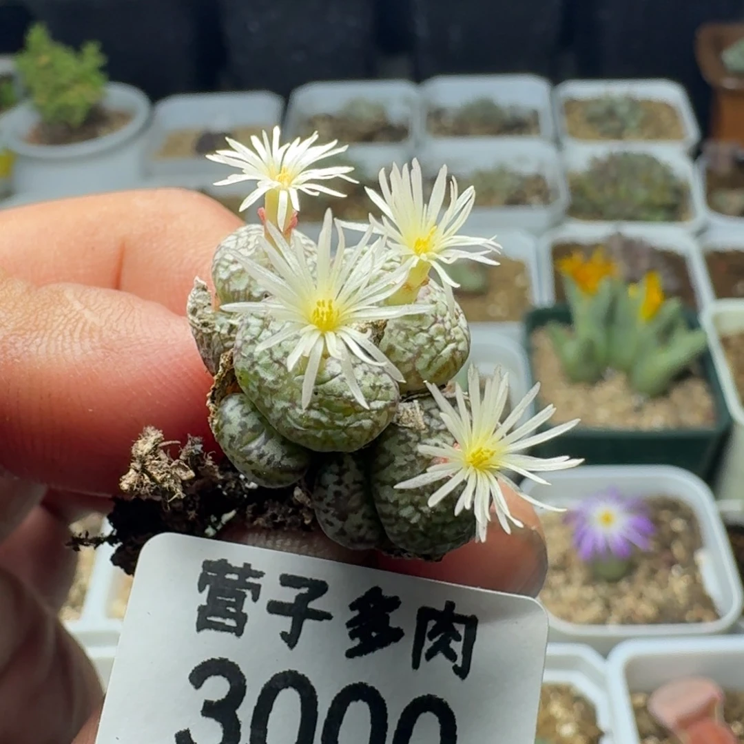 安贞。