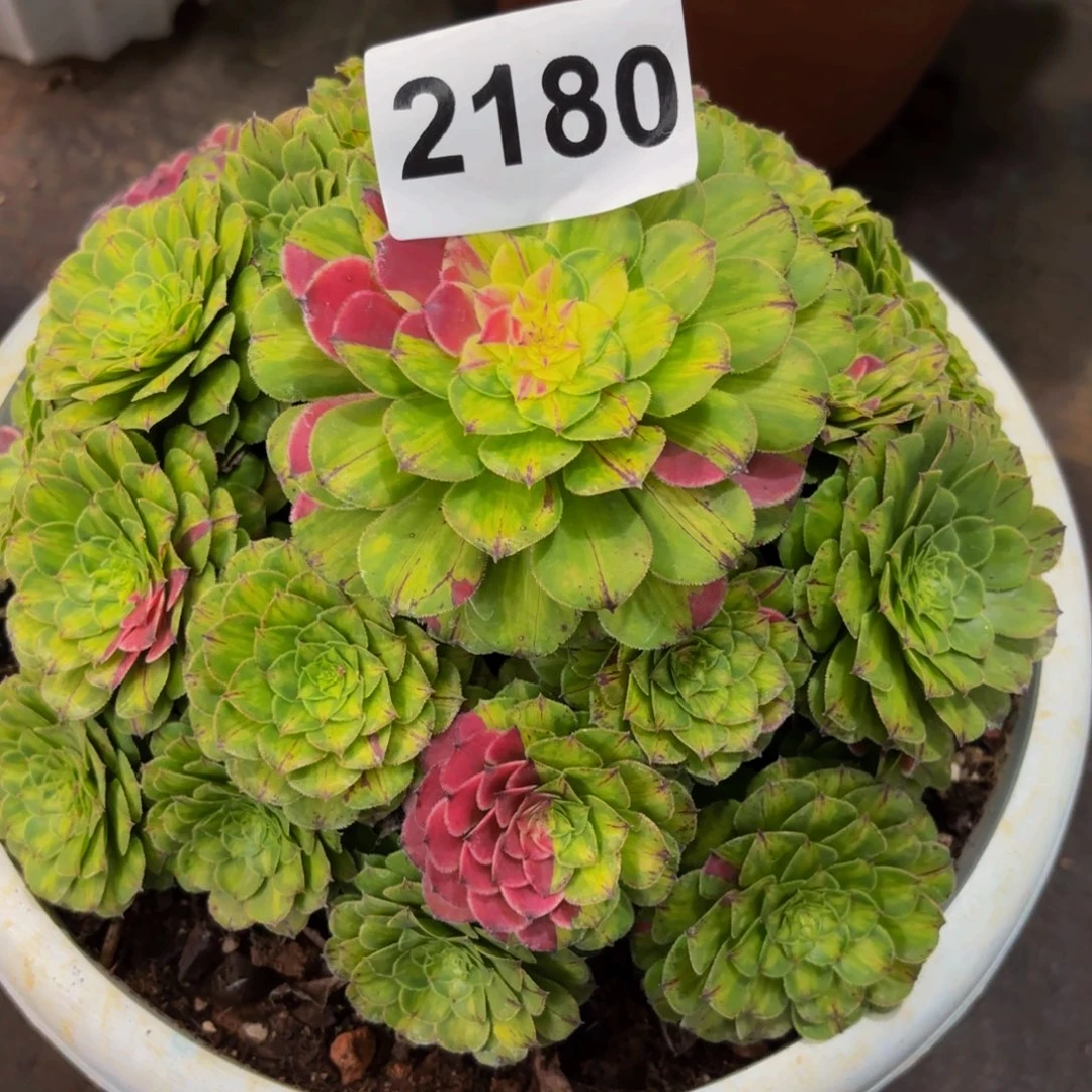自***情2180多肉植物知否