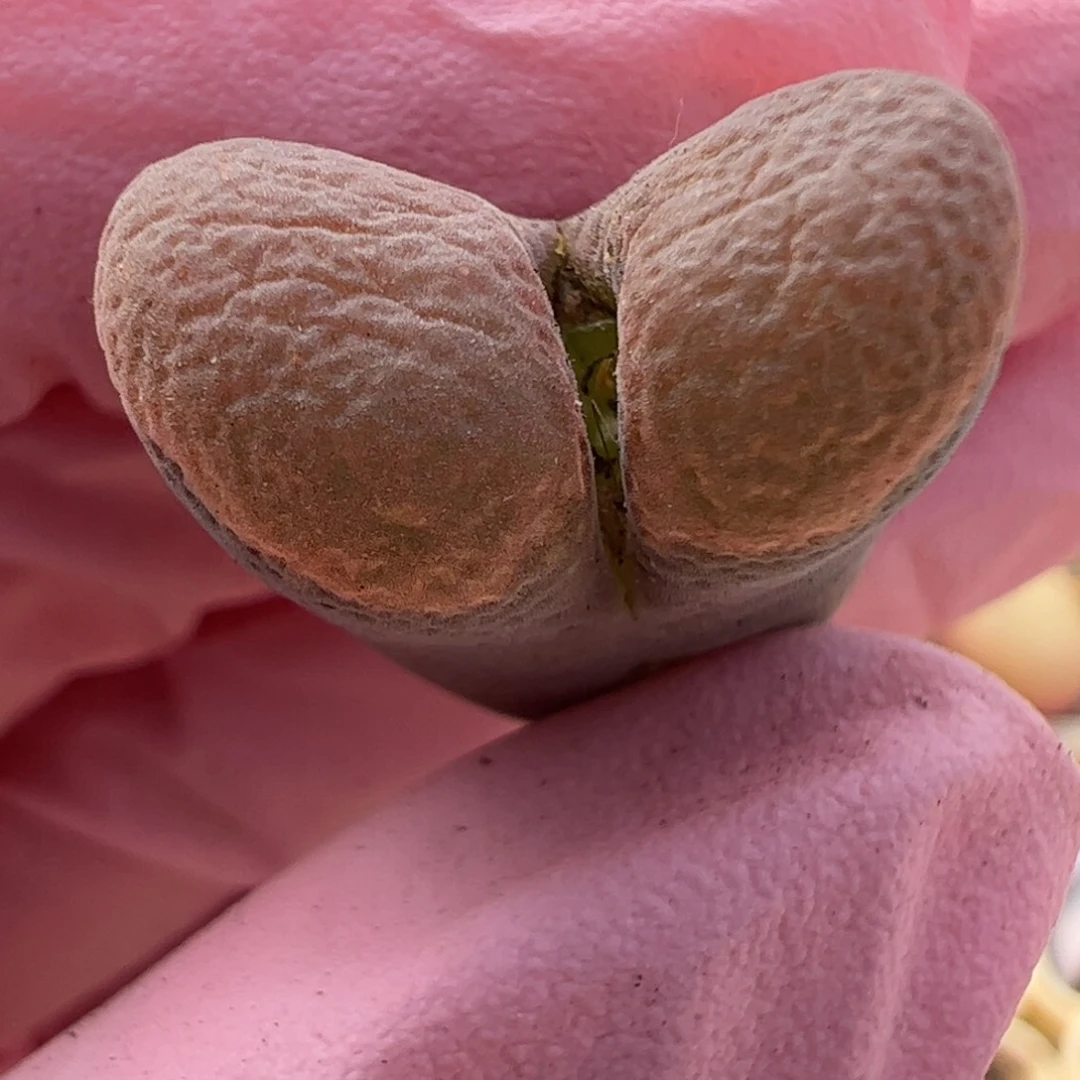 314 好看的多肉冲冲冲q