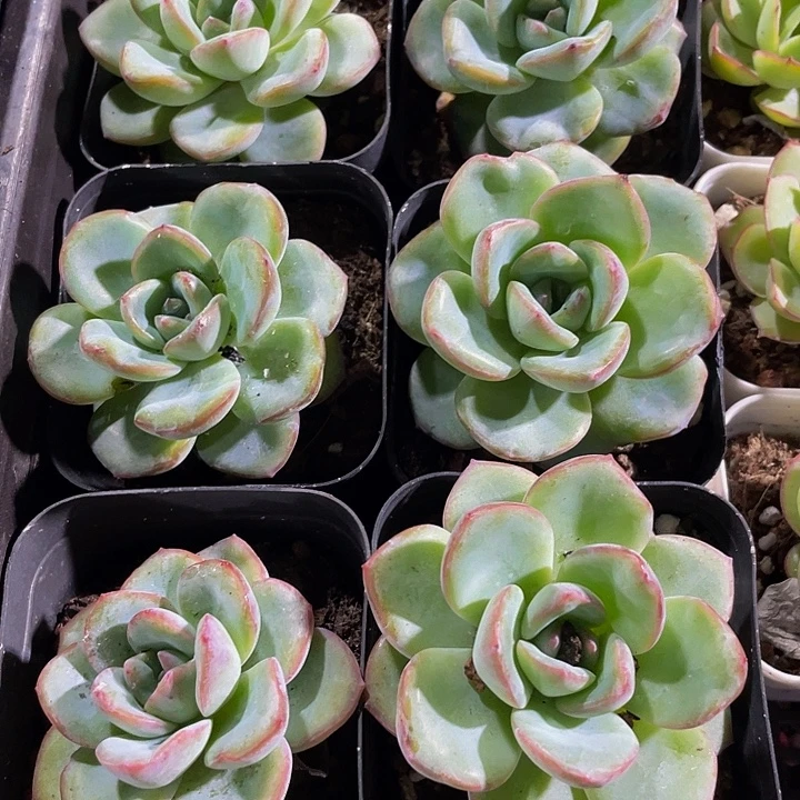 大泡芙带盆土发货